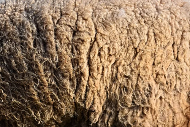 wool, sheep's wool, hair, unprocessed, raw wool, raw, fiber, fleece, fabric, textile, yarn, spinning, raw wool, raw wool, raw wool, fleece, fleece, fleece, fleece, fleece, textile. Where to buy deadstock wool in Vancouver and Toronto